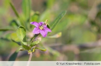 Blüte der Goji-Pflanze