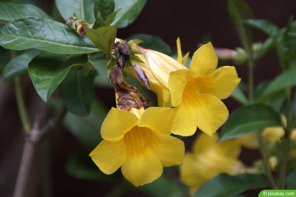 Goldtrompete - Allamanda cathartica