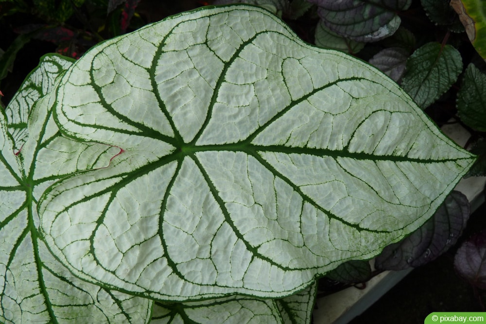 Kaladie - Caladium bicolor