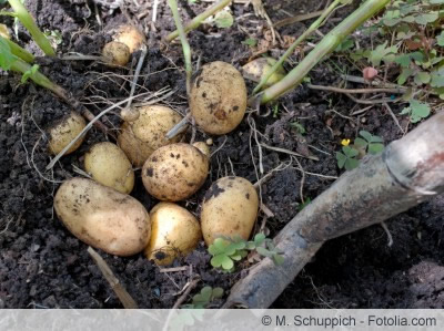 Kartoffeln ernten