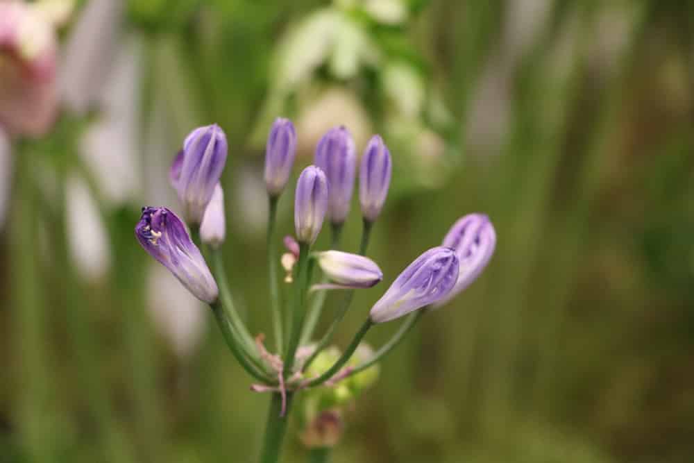 Liebesblume - Schmucklilie - Agapanthus