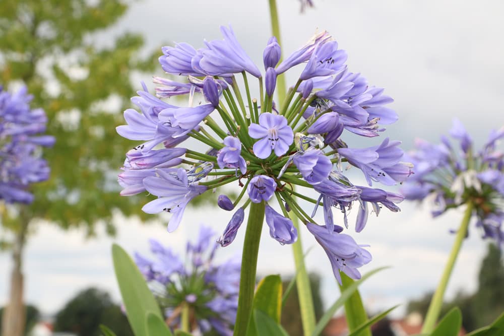 Liebesblume - Schmucklilie - Agapanthus