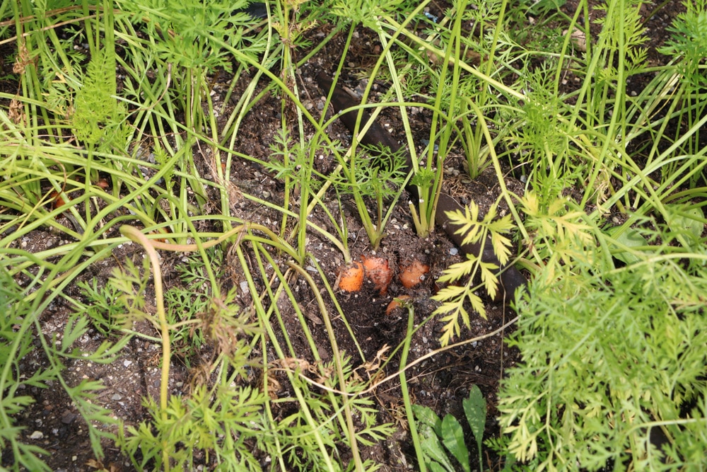 Möhre - Karotte - Daucus carota