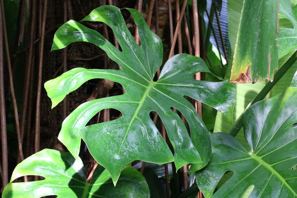 Monstera - Fensterblatt