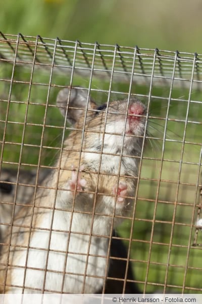 Ratte im Käfig