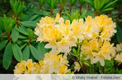 gelb blühender Rhododendron