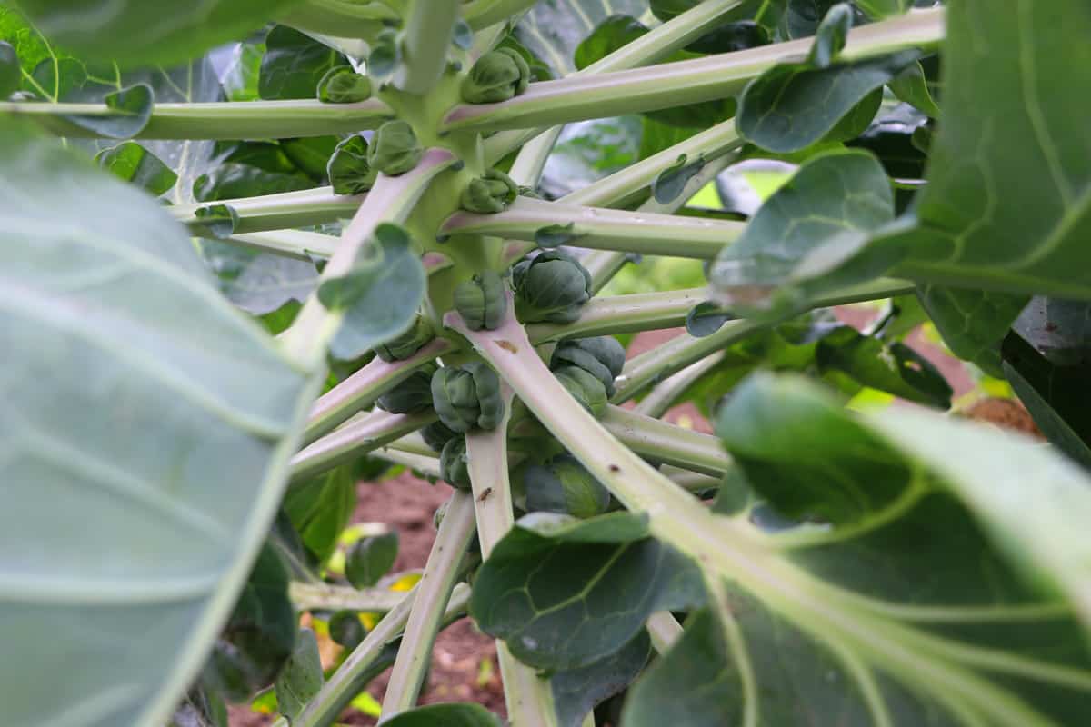 Rosenkohl - brassica oleravea var. gemmifera - Brüssler Kohl