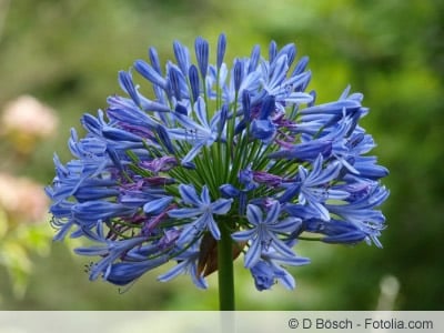 Blüte der Schmucklilie