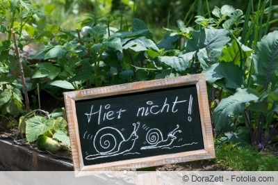 Schnecken im Beet