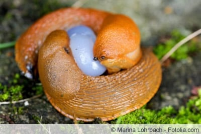 Schnecken bei der Paarung