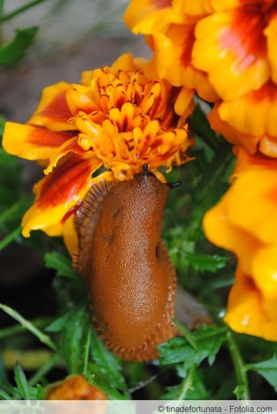 Schnecken an Tagetes