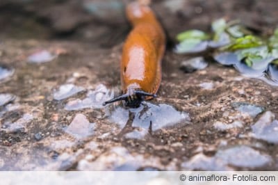 Nacktschnecke