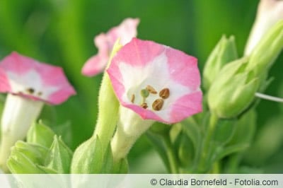 Blüte der Tabakpflanze