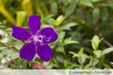 Tibouchina