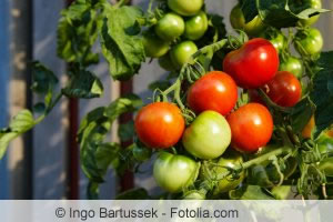 Tomaten