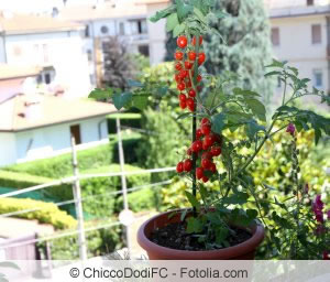 Tomaten auf dem Balkon