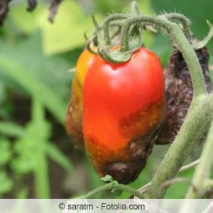 Kranke Tomate