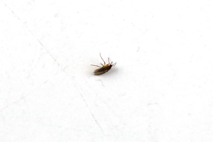 Kleine Weiße Fliegen In Der Wohnung Kleine Fliegen in der Wohnung wirksam bekämpfen - Hausgarten.net