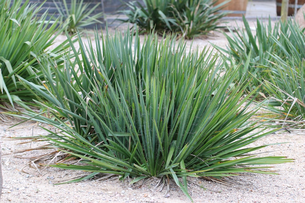 Yucca Palme - Palmlilie - Yucca elephantipes