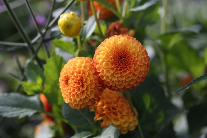 Ball Dahlie - Dahlia hortensis