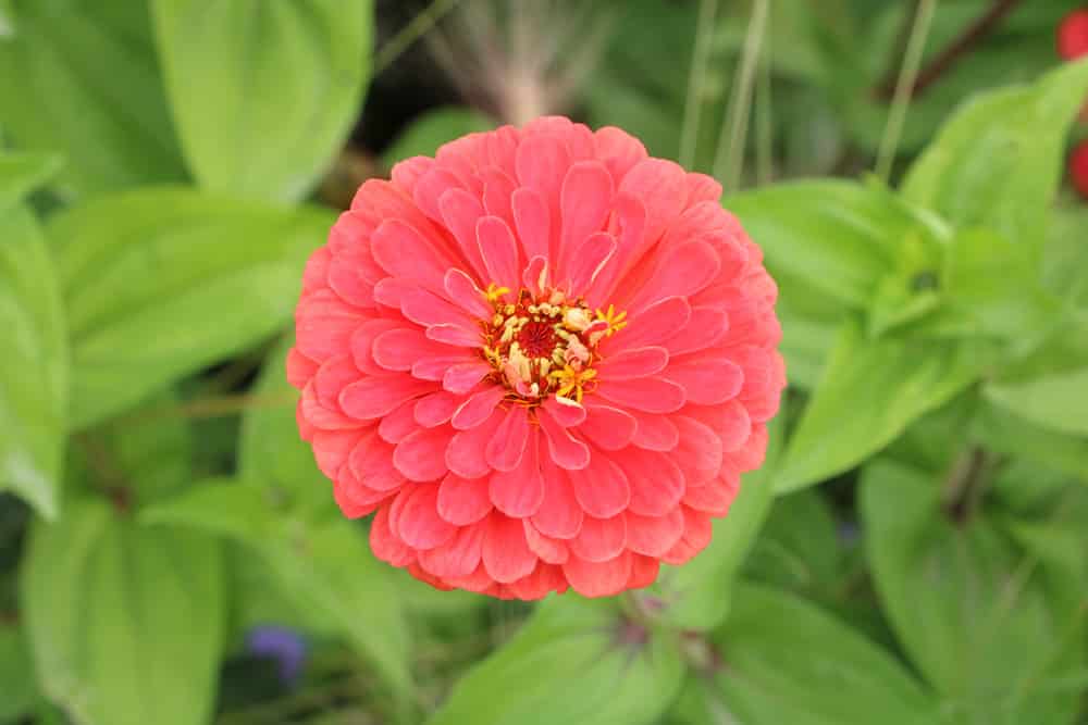 Dahlie - Dahlia hortensis