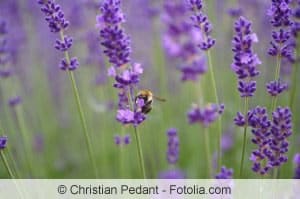 Echter Lavendel