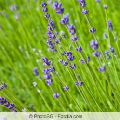 Lavendelsorten winterharte Arten für den Garten