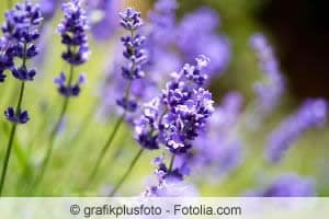 Lavendel