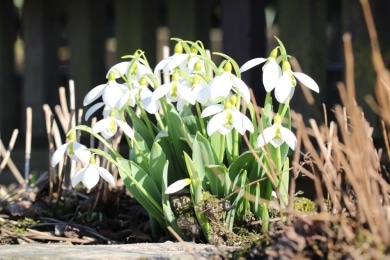 Schneeglöckchen galanthus