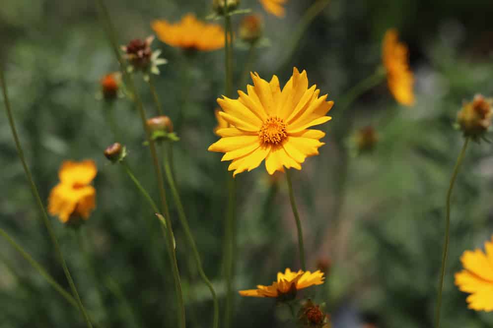 Mdchenauge, Coreopsis - Pflege-Tipps und berwintern - Hausgarten.net