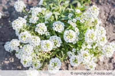 duftsteinrich