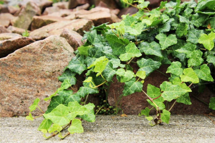 Efeu - Hedera helix