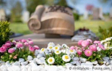 Gänseblümchen als Bodendecker