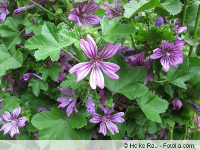 Malva sylvestris