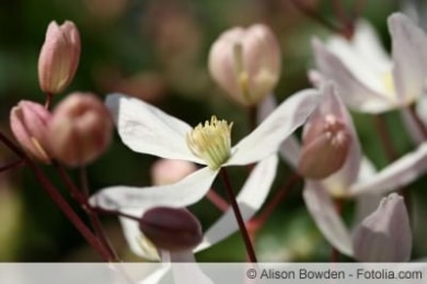 clematis armandii