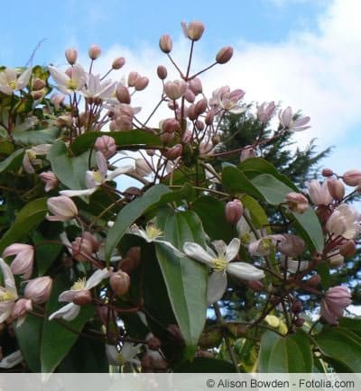 clematis armandii Strauch