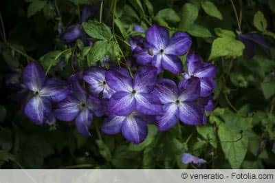 clematis jackmanii in der Nacht