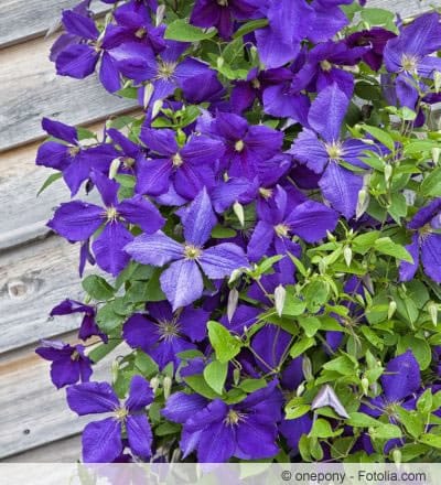 clematis jackmanii rankend