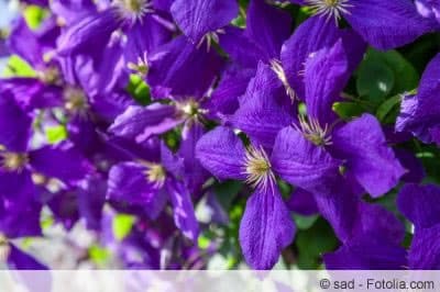 clematis jackmanii