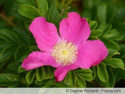 Blüte von Rosa rugosa