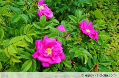 Kartoffelrose Blüte