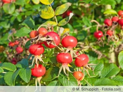 Rosa rugosa