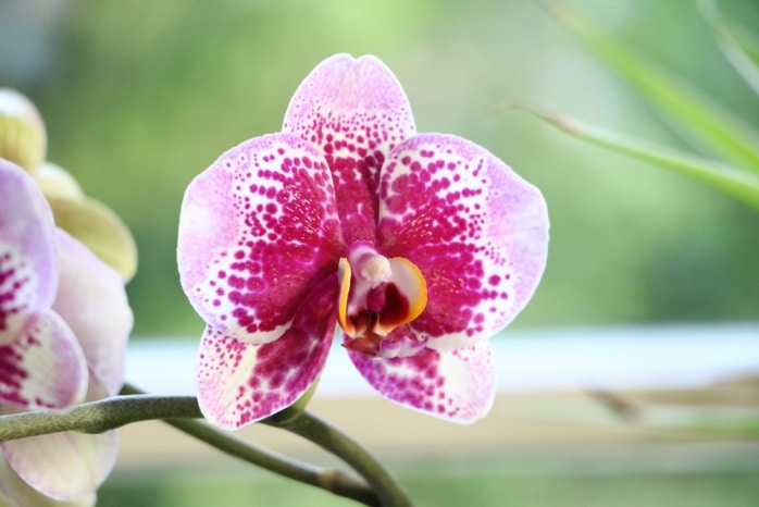 Orchidaceae - Phalaenopsis - Orchideen