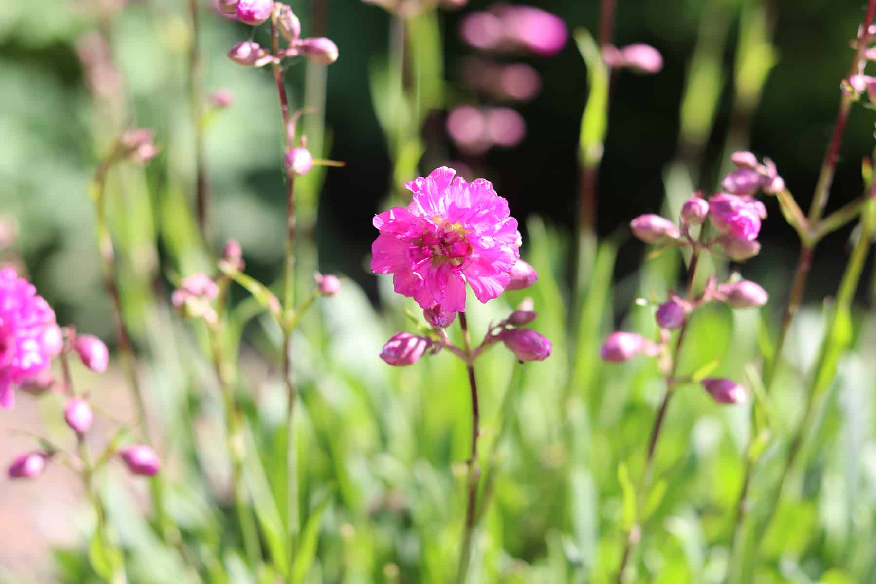 Pechnelke - Lychnis viscaria