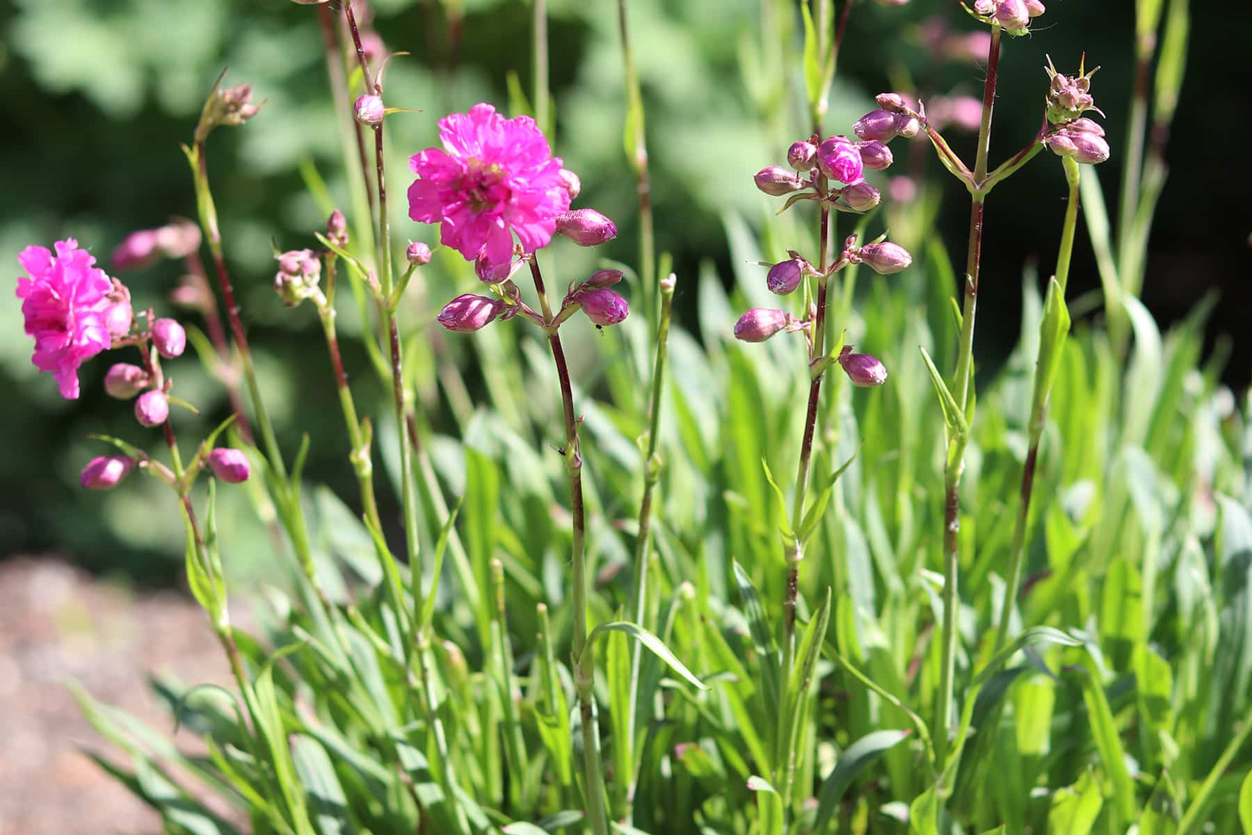 Pechnelke - Lychnis viscaria