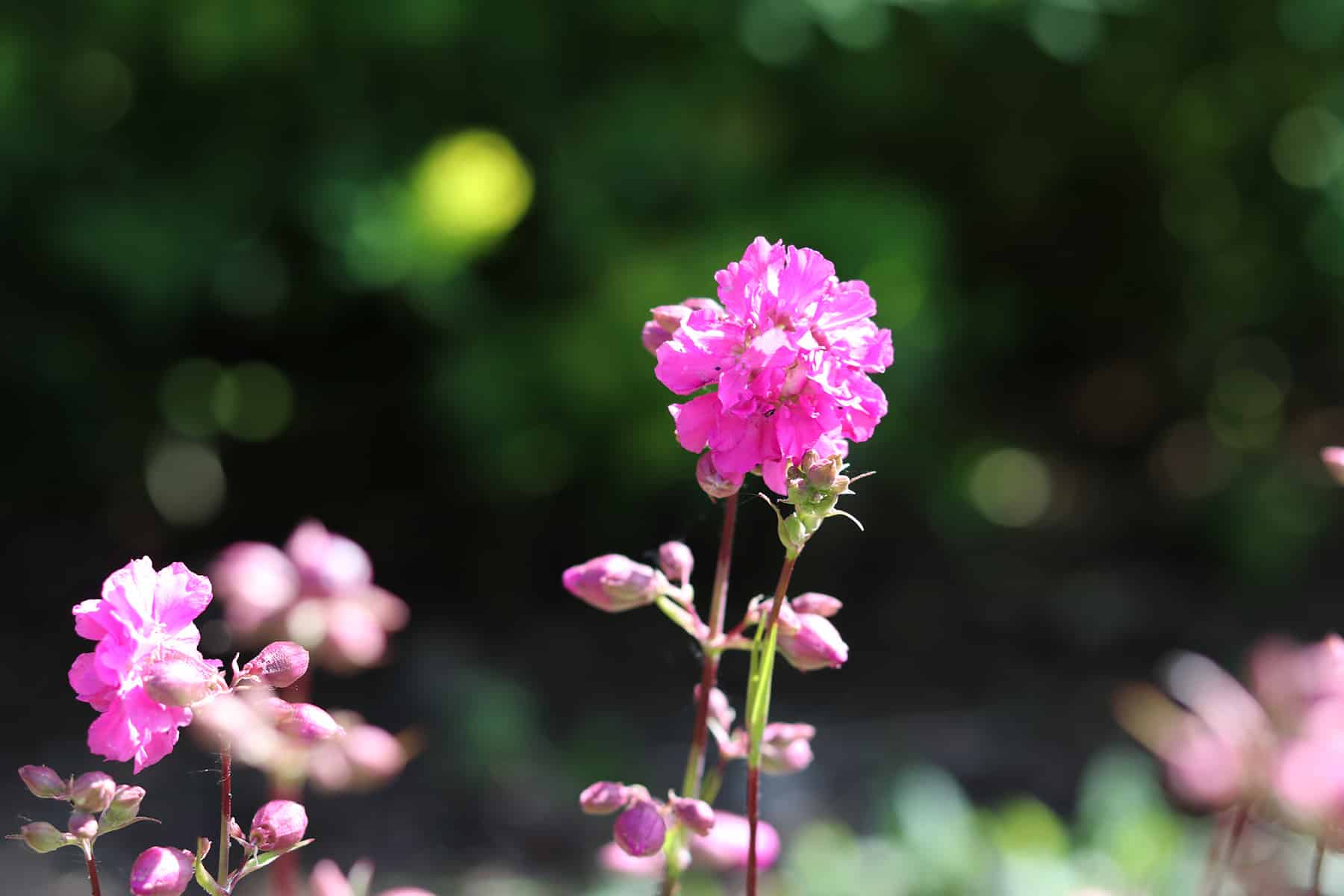 Pechnelke - Lychnis viscaria