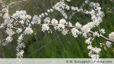 Blüten von Schlehdorn