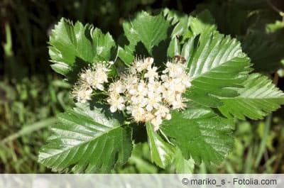 Blüten von Schlehen