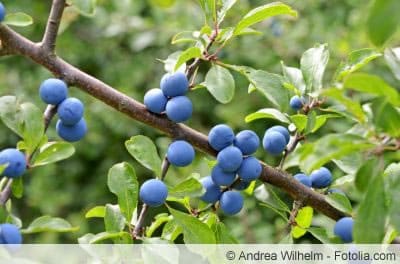 Schlehdorn mit Beeren