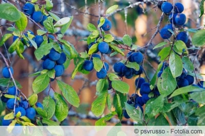 Schlehbeeren